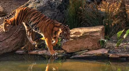 8-day Kerala Tours - featuring Thekkady's Periyar Wildlife Sanctuary with lush forests, tranquil lake views, and diverse wildlife.