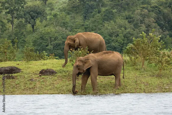 Kochi to Thekkady and Alleppey – 4-Day Kerala Wildlife & Backwater Tour Elephants in Thekkady seen during a 4-day Kochi, Thekkady, and Alleppey Kerala tour