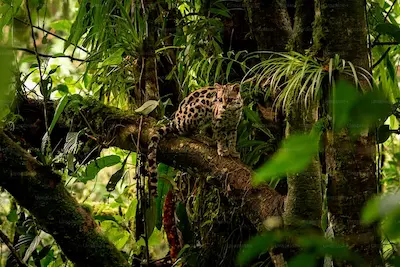 A majestic tiger resting on a tree branch in Periyar Wildlife Sanctuary, Thekkady, featured in one of 3-day Kerala tour packages.