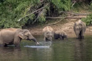 Elephants near Periyar Lake in Thekkady forest during a 5-day Kerala tour package, Kerala, India