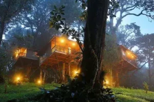 nature-zone-munnar-treehouses-6-day-kerala-tour-packages