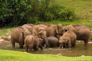 Anakulam Jeep Safari, Munnar