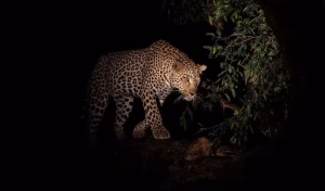 Chinnar wildlife night jeep safari