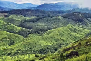 Pothumedu Viewpoint in Munnar tour