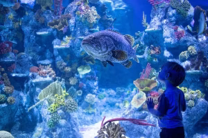 A child exploring unique marine life at Vizhinjam Marine Aquarium near Kovalam