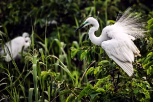 Kumarakom bird sanctuary