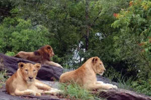 Neyyar Wildlife Sanctuary, Trivandrum
